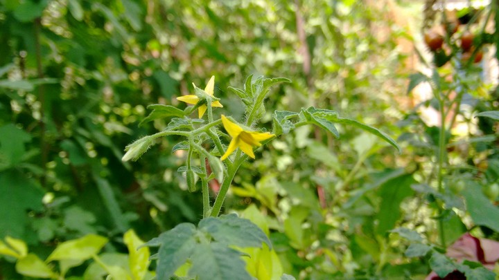 small flowers in big world