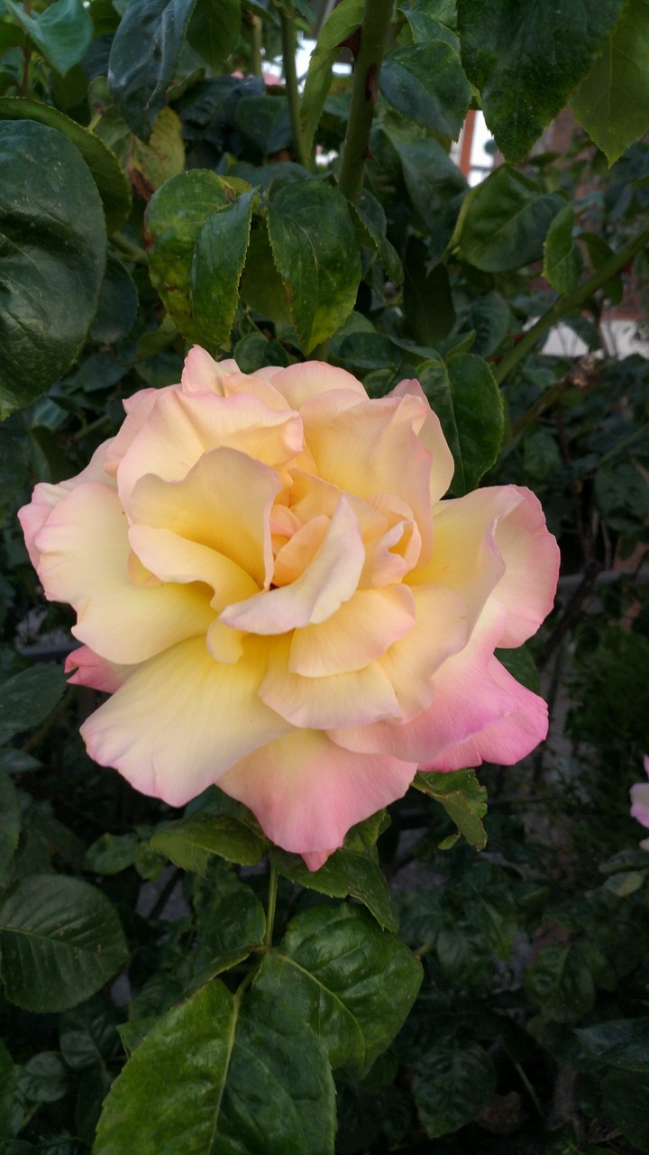 Yellow rose