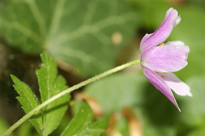 Blume