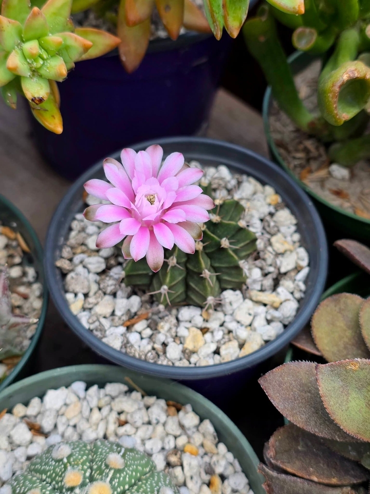 רקעים flowerpot, petal