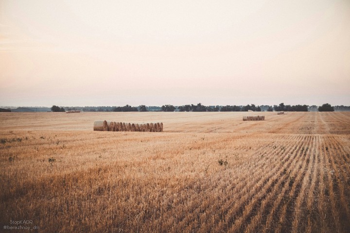 Field with bales