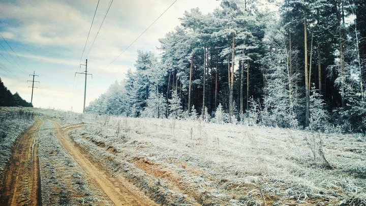 forest
