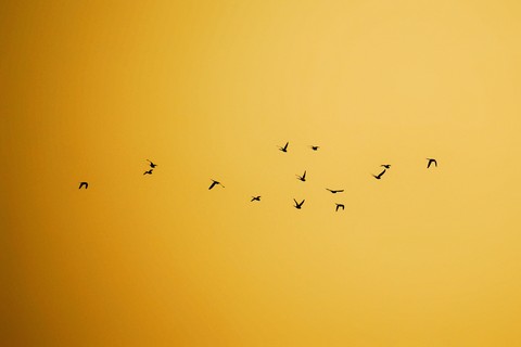 Flock of birds
