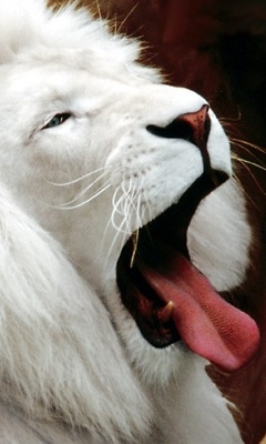 The White Lion