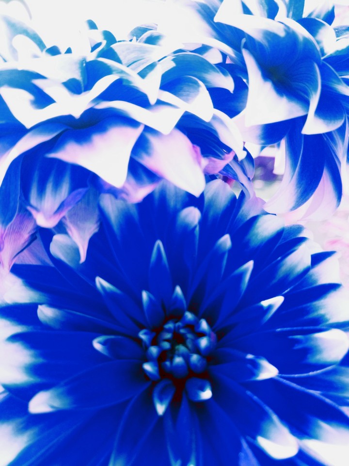 blue flowers