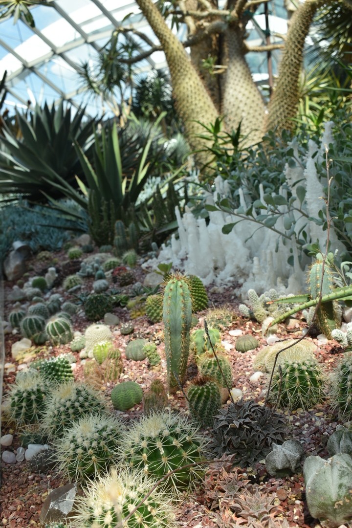 Cactus