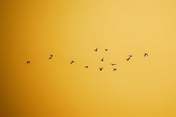 Flock of birds