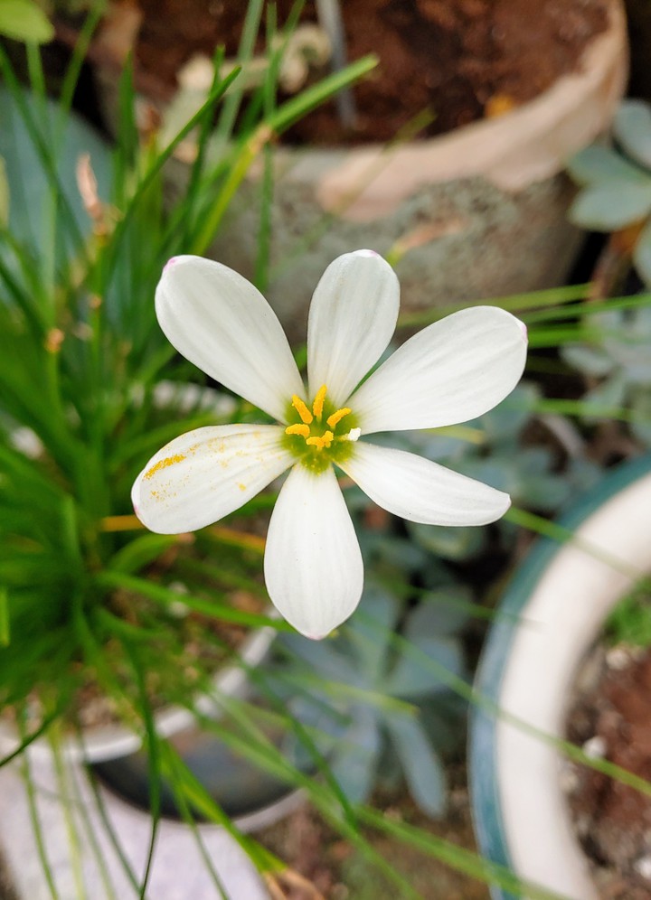 flower