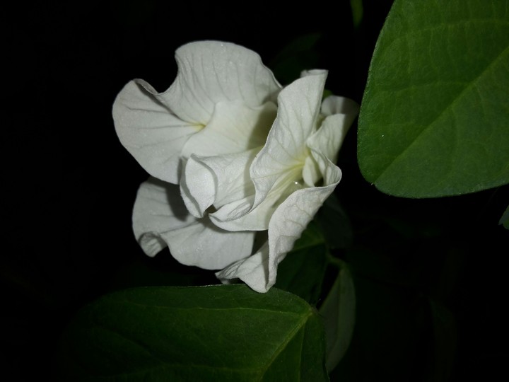 white flower