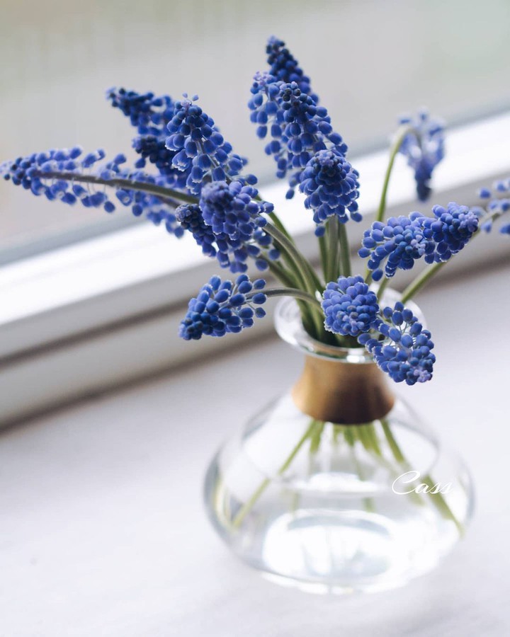 flowers.