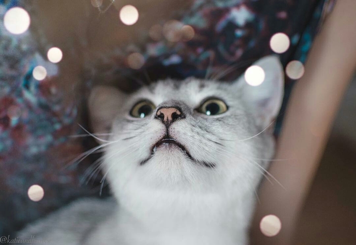 kitten