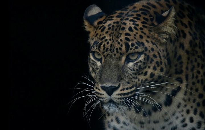 Animal World.