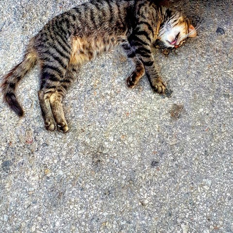 Laziness till death!