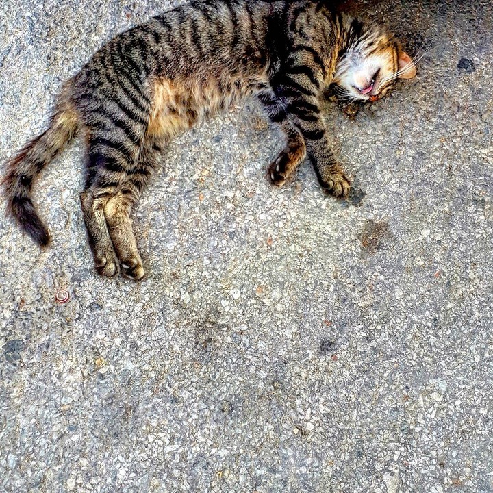 Laziness till death!