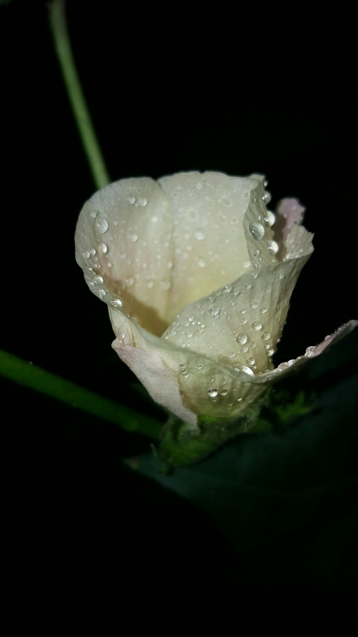 art of nature