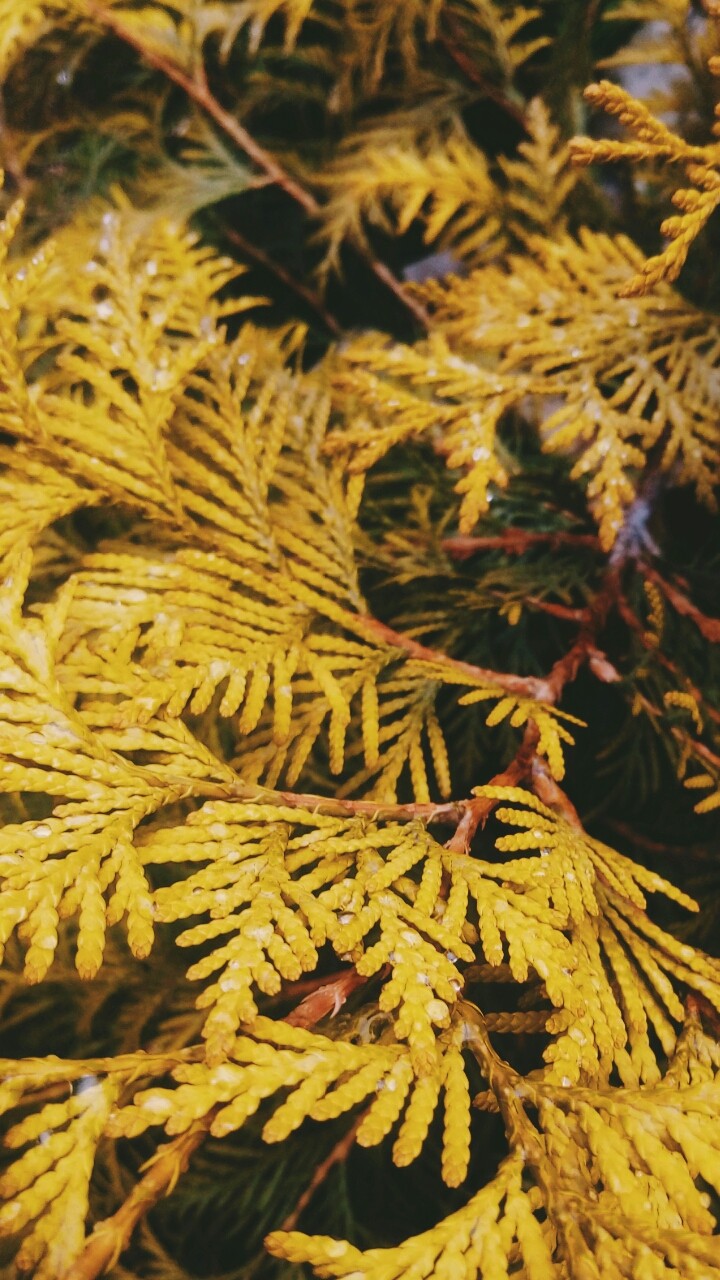 yellow
