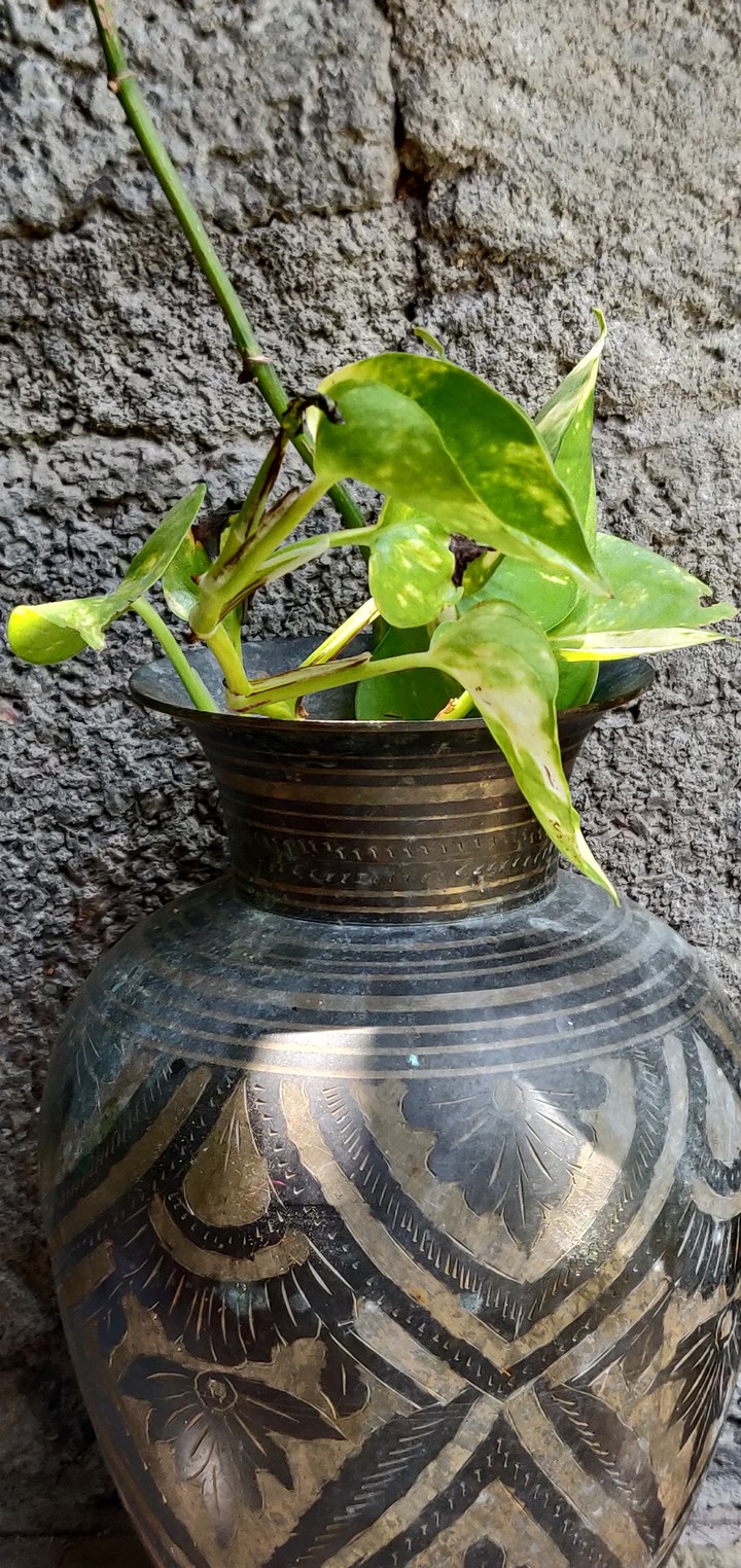 money plant