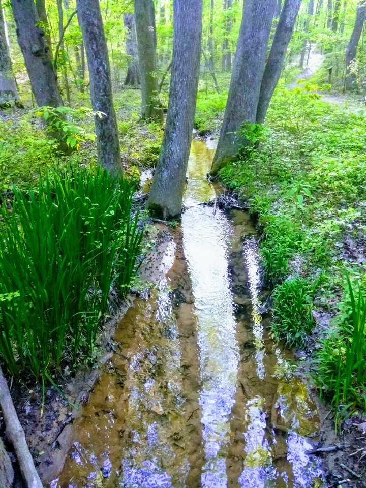 stream