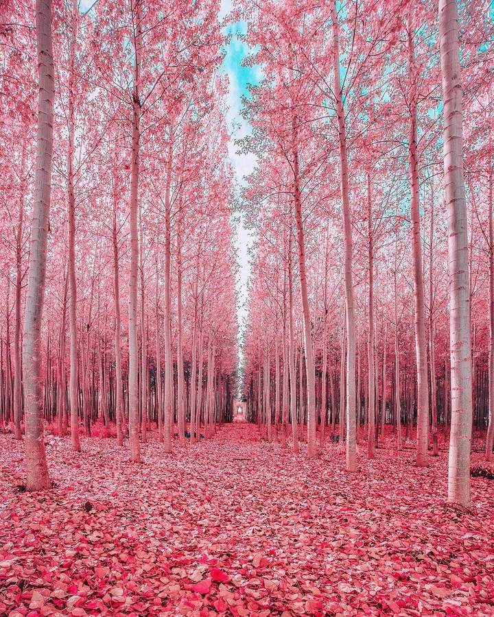 Pinkpeny