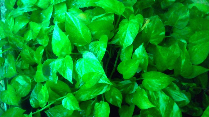 green plant
