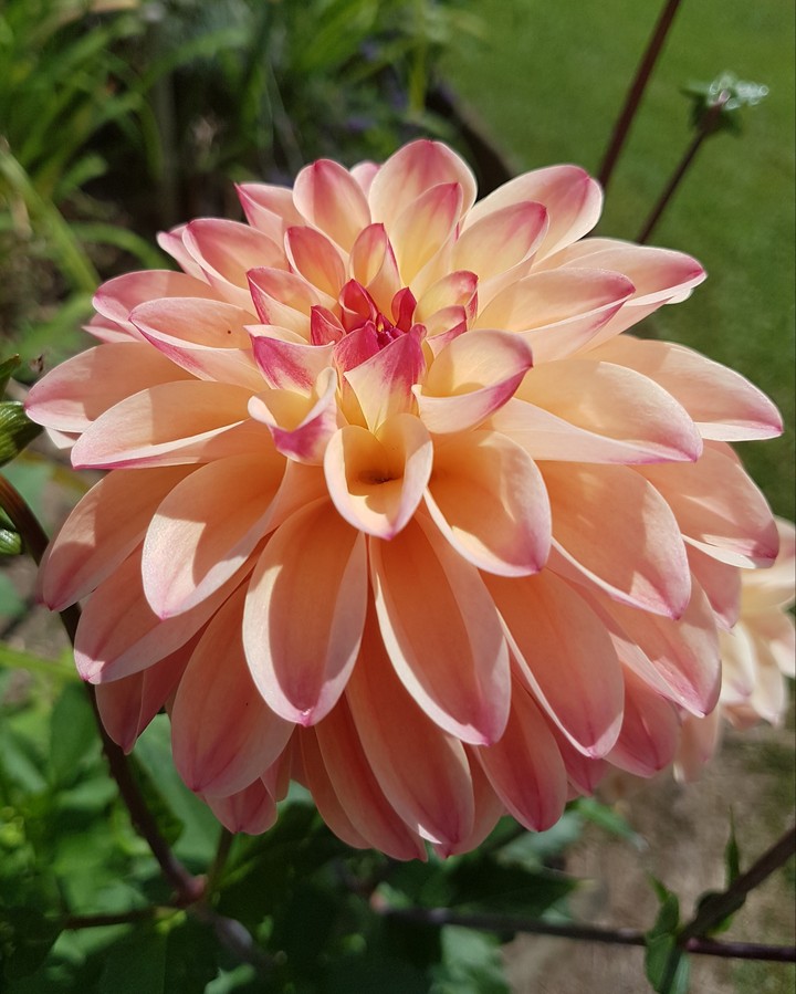 Dahlia