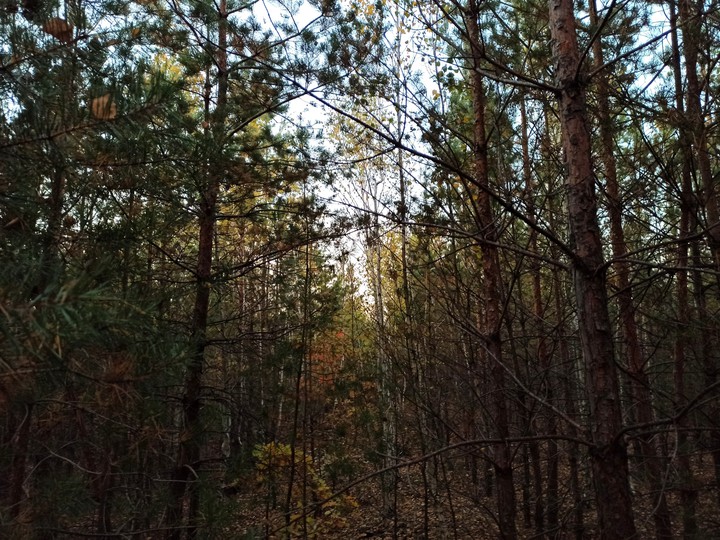 forest