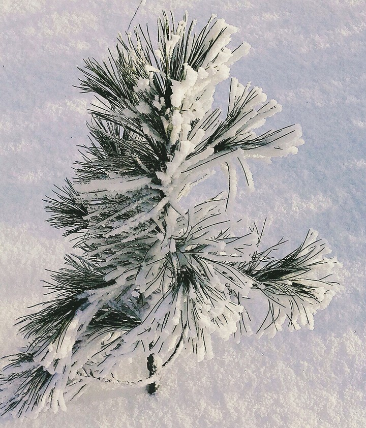 Christmas tree