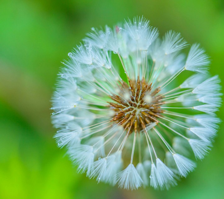 Dandelion