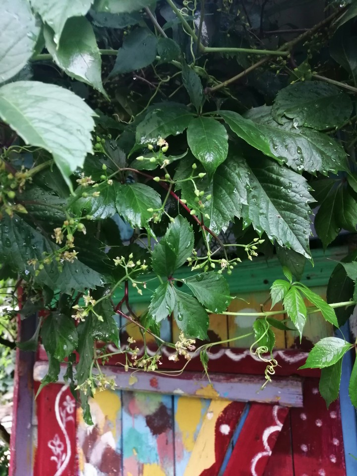 Зелень