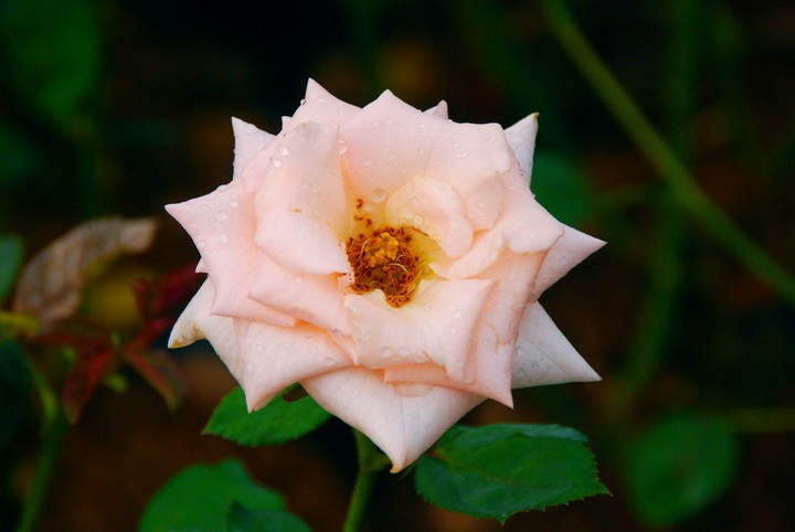 Beautiful Rose