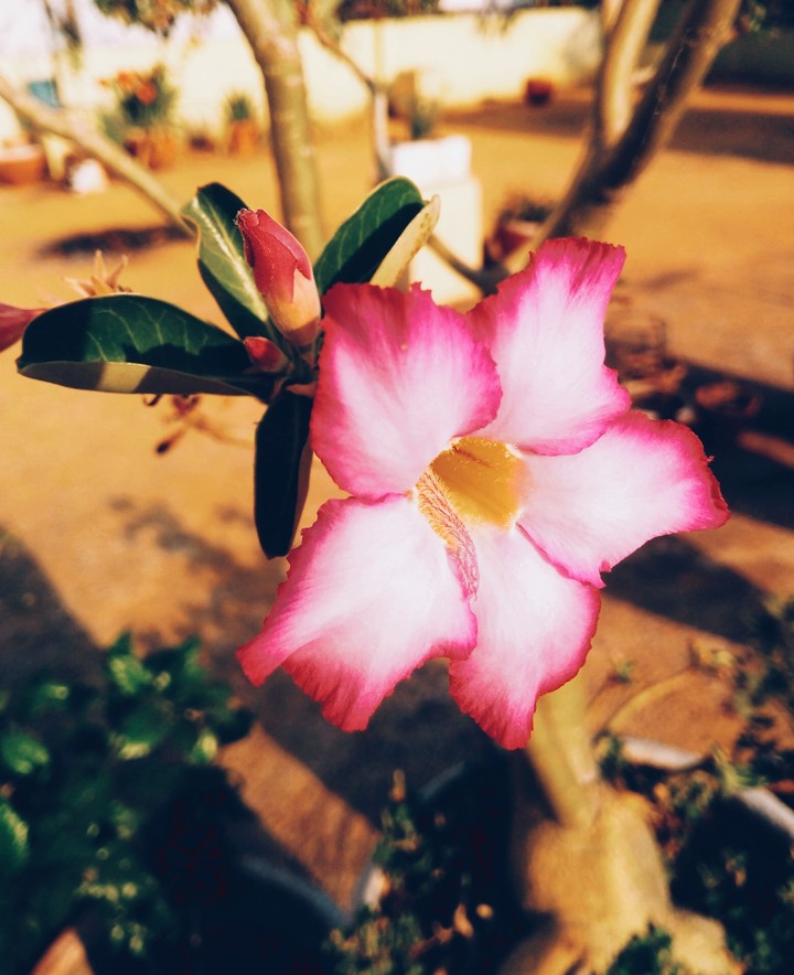 flower