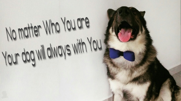 Dog Love  