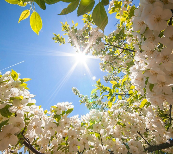 Spring Sunlights