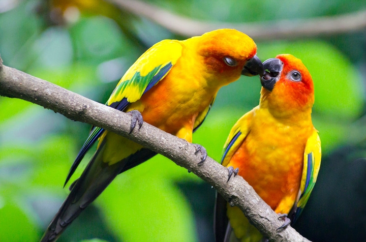 birds