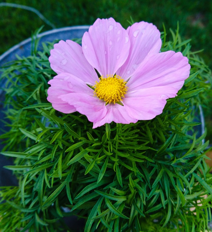 cosmos