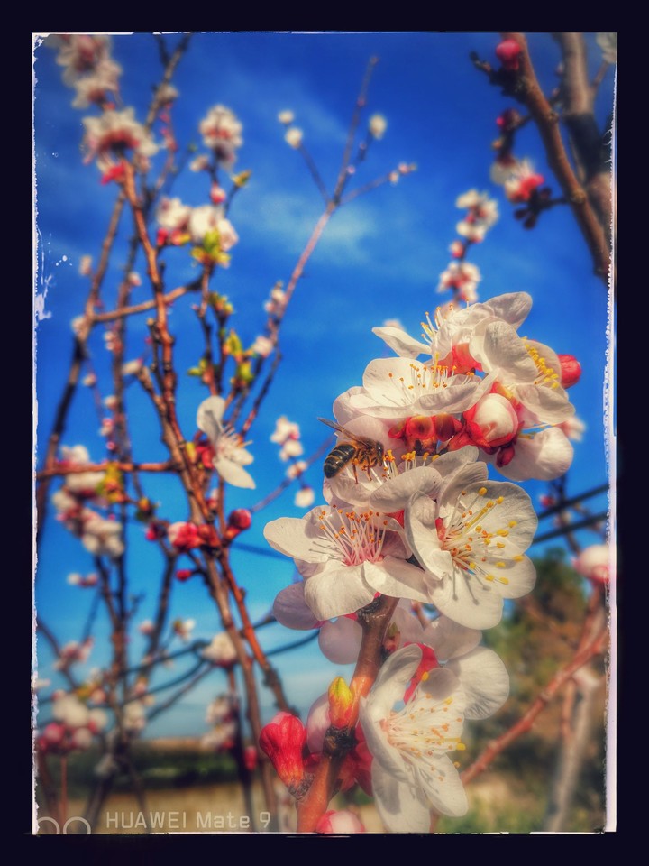 mate9