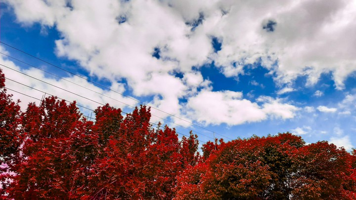 red trees