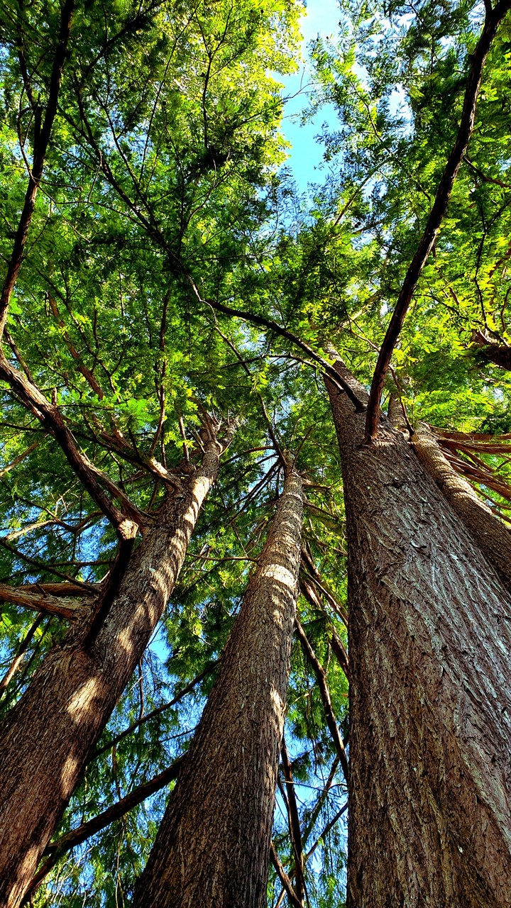 Trees