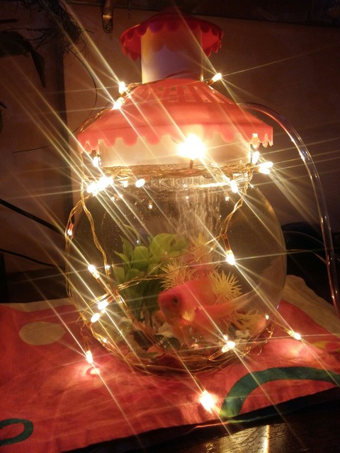 gold fish house..!!