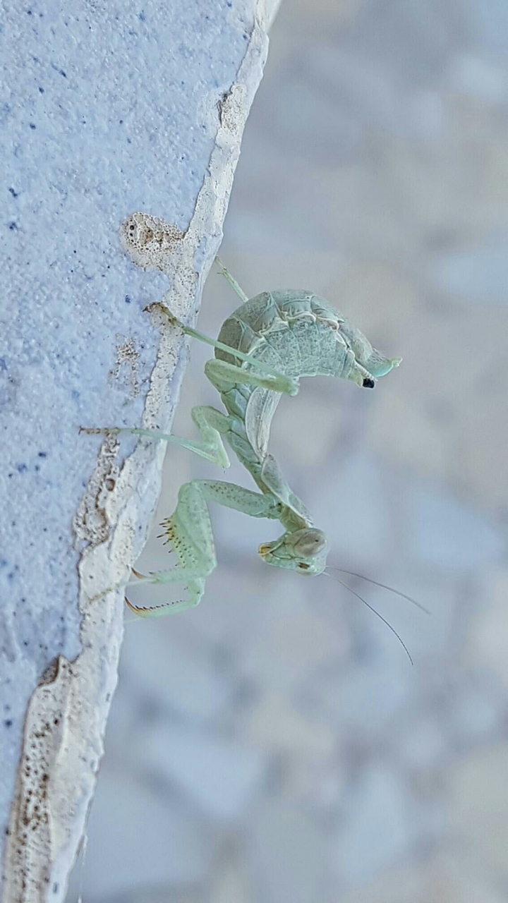 insecte
