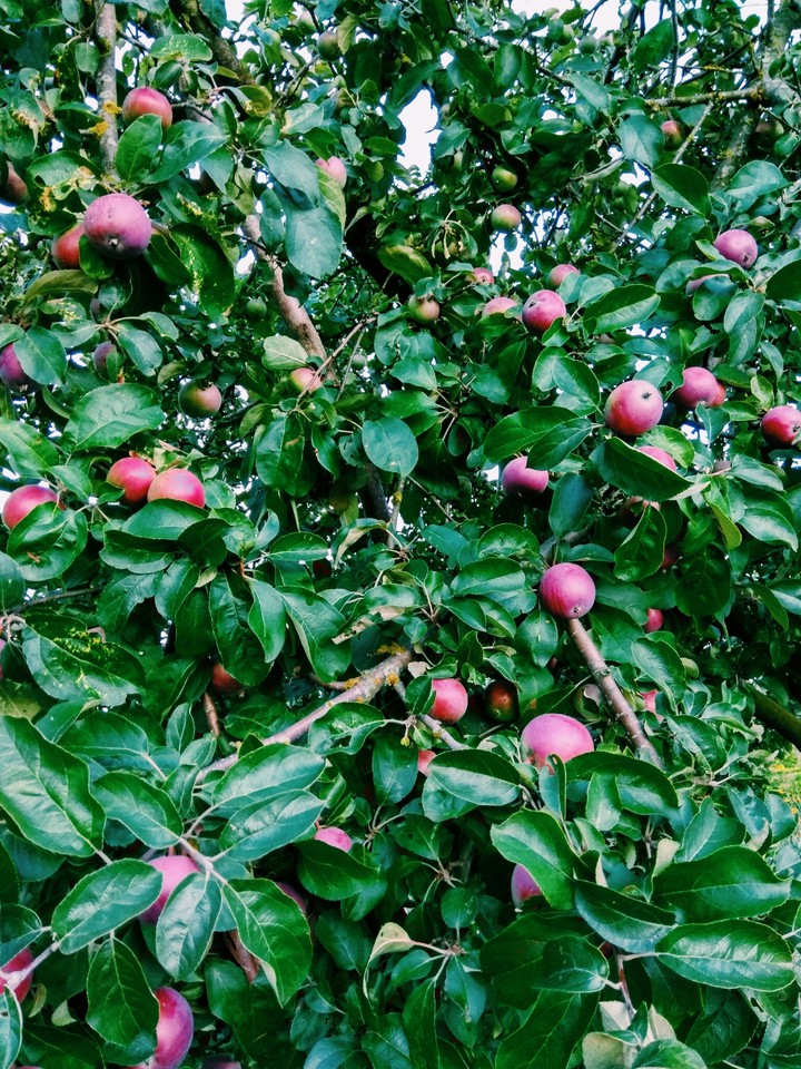Apples