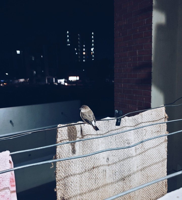 Sparrow in cold night