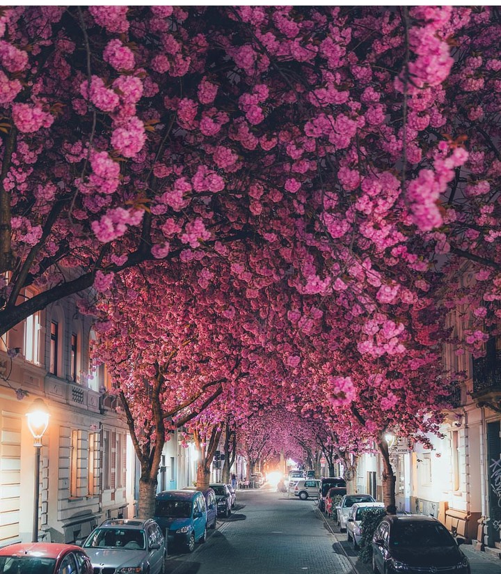 pink street
