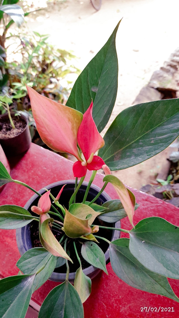 Anthuriyam