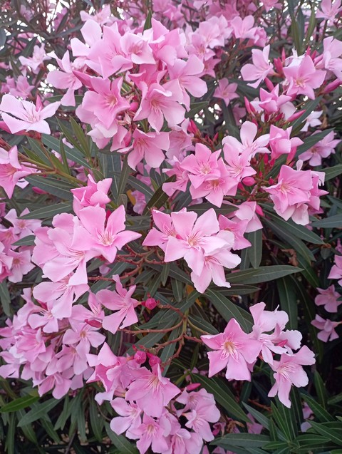 רקעים groundcover, shrub