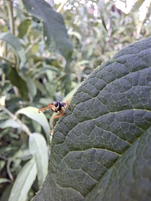 hymenopterans, wasp wallpapers