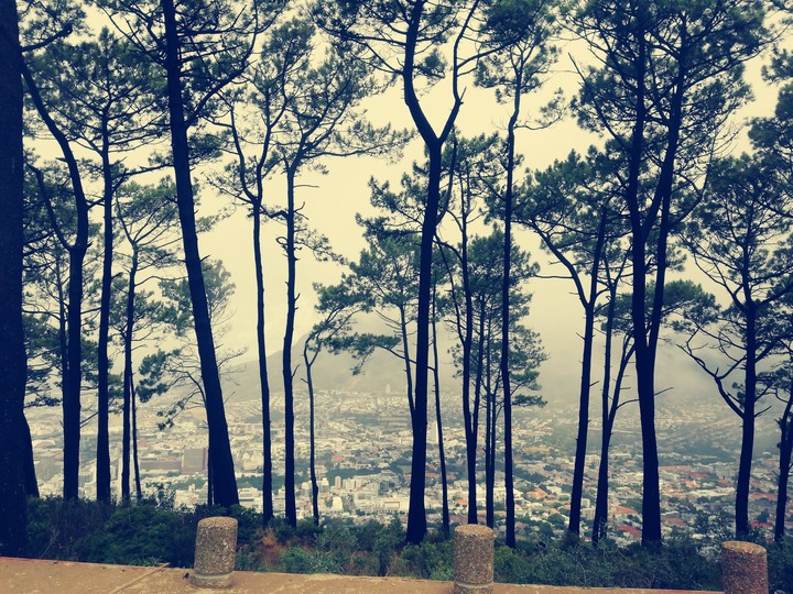 Trees