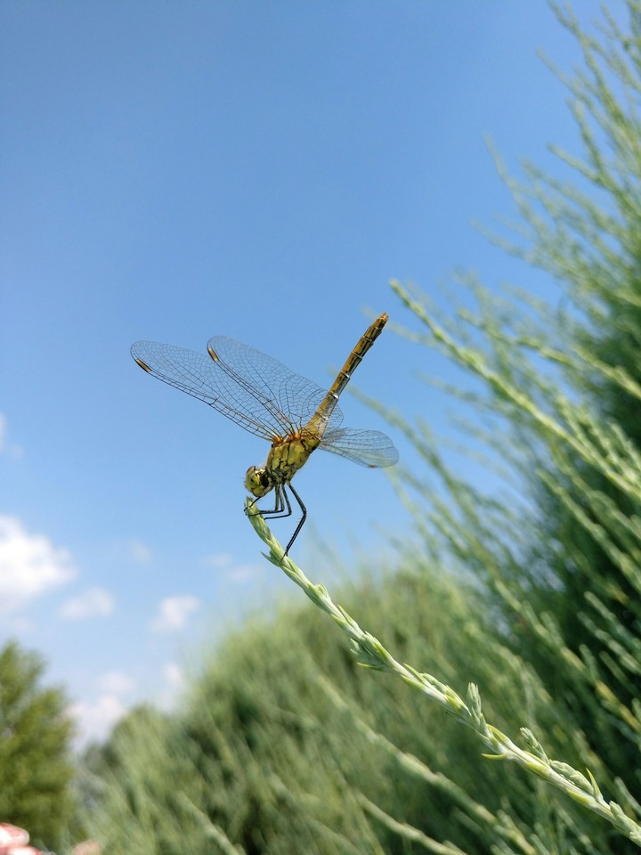 Dragonfly