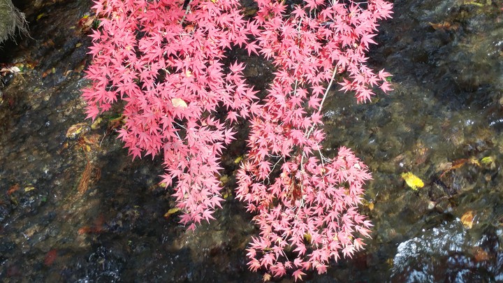 川面に映える紅葉 Autumn leaves on the river