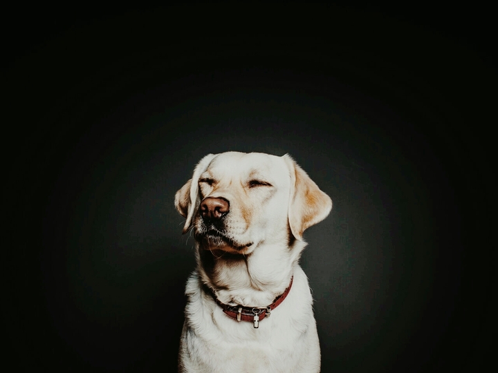 Human's bestfriend